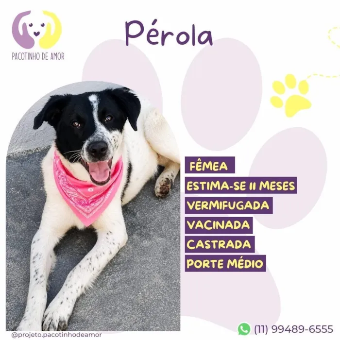 Cachorro raça SRD-ViraLata idade 7 a 11 meses nome Pérola