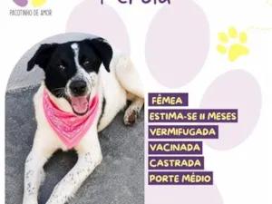 Cachorro raça SRD-ViraLata idade 7 a 11 meses nome Pérola