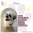 Flow