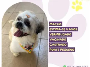 Cachorro raça SRD-ViraLata idade 4 anos nome Flow