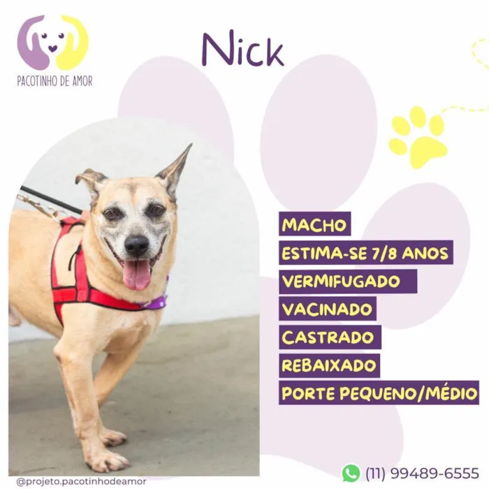 Cachorro raça SRD-ViraLata idade 6 ou mais anos nome Nick