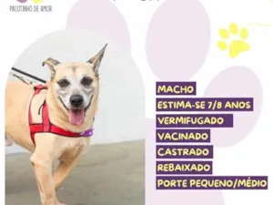 Cachorro raça SRD-ViraLata idade 6 ou mais anos nome Nick