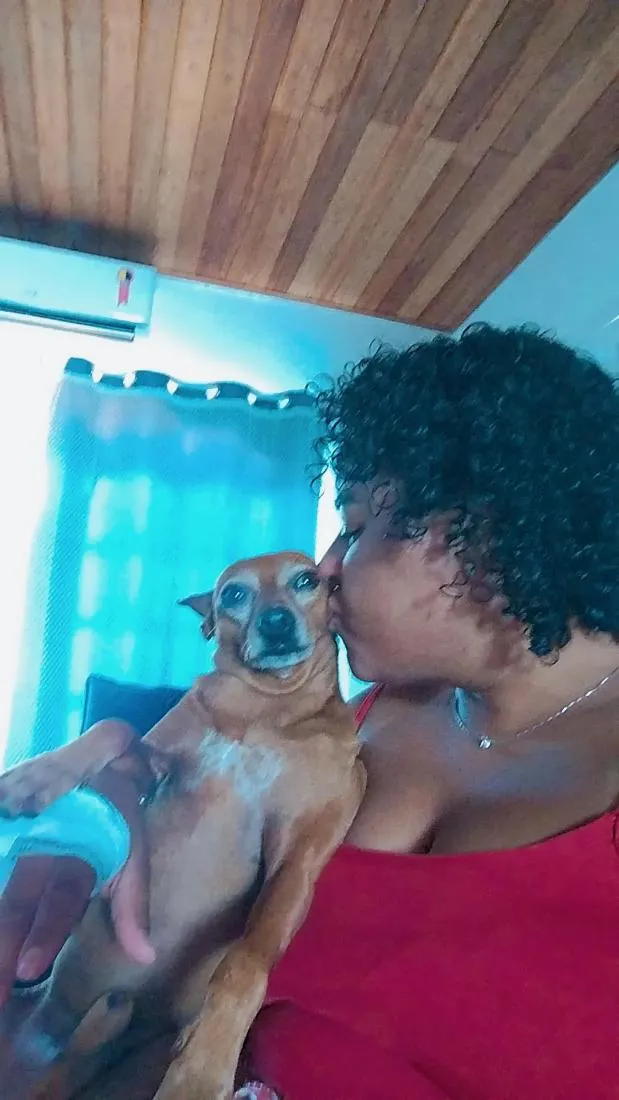 Cachorro raça Pinscher idade 6 ou mais anos nome Caramelo