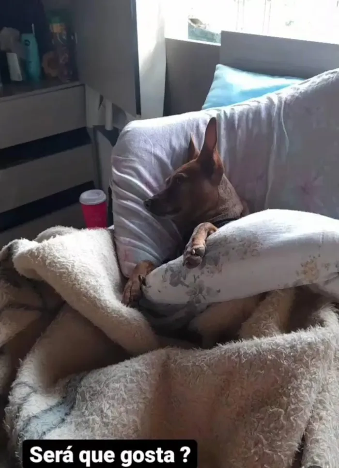 Cachorro raça Pinscher idade 6 ou mais anos nome Caramelo