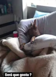 Caramelo