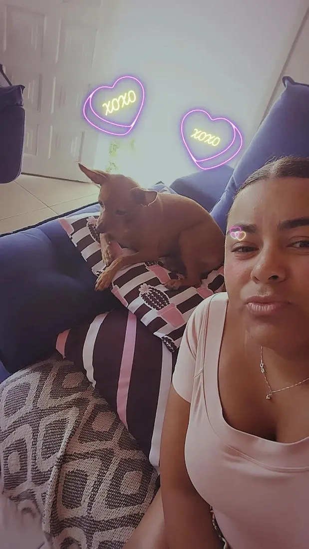 Cachorro raça Pinscher idade 6 ou mais anos nome Caramelo