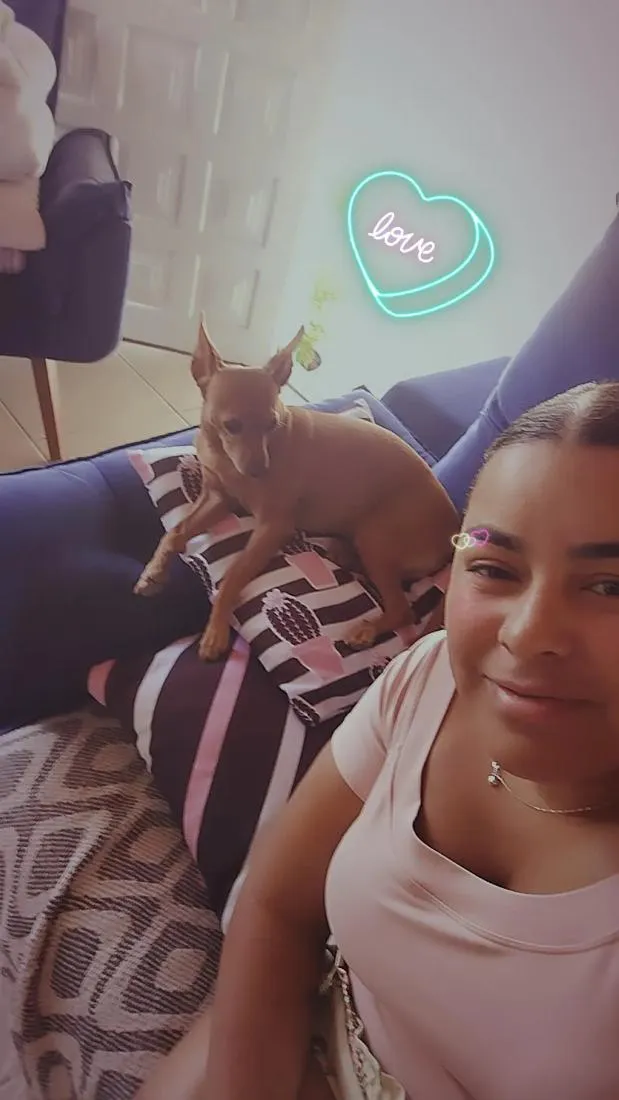 Cachorro raça Pinscher idade 6 ou mais anos nome Caramelo