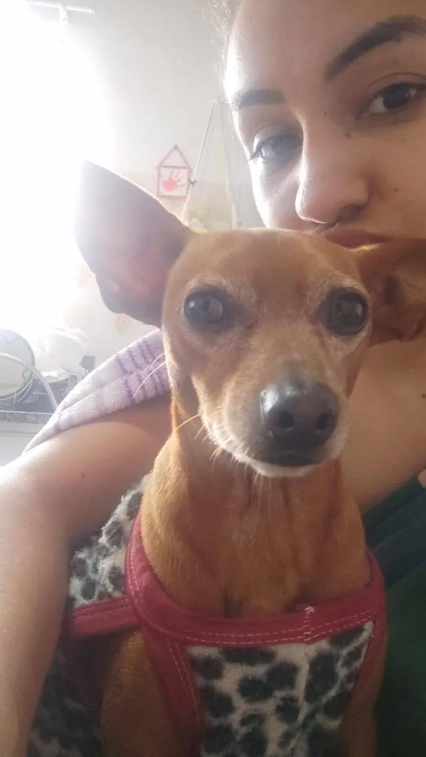 Cachorro raça Pinscher idade 6 ou mais anos nome Caramelo