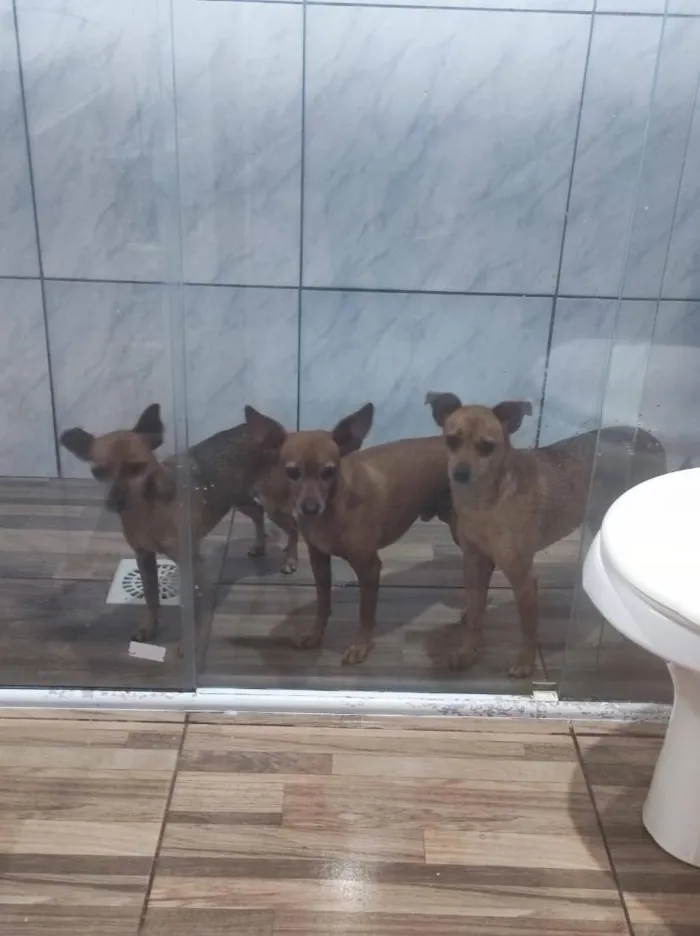 Cachorro raça Pinscher idade 6 ou mais anos nome Caramelo