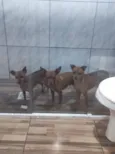 Caramelo