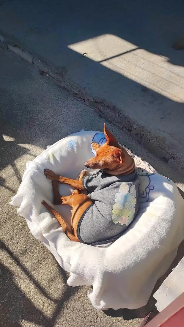 Cachorro raça Pinscher idade 6 ou mais anos nome Caramelo
