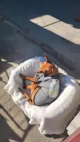 Caramelo