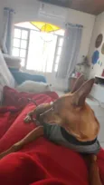 Caramelo
