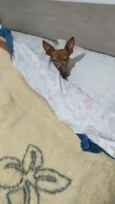 Caramelo
