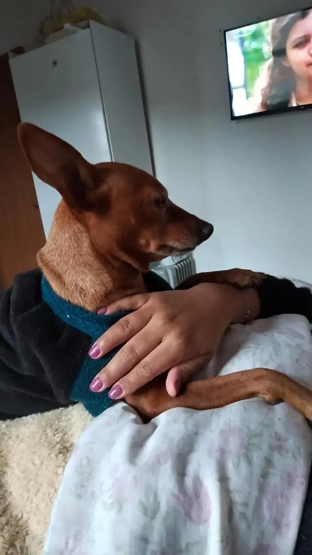 Cachorro raça Pinscher idade 6 ou mais anos nome Caramelo