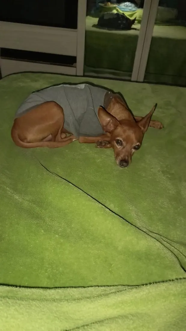 Cachorro raça Pinscher idade 6 ou mais anos nome Caramelo