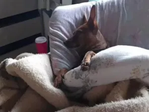 Cachorro raça Pinscher idade 6 ou mais anos nome Caramelo