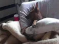 Caramelo