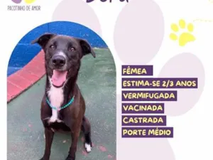 Cachorro raça SRD-ViraLata idade 2 anos nome Dora