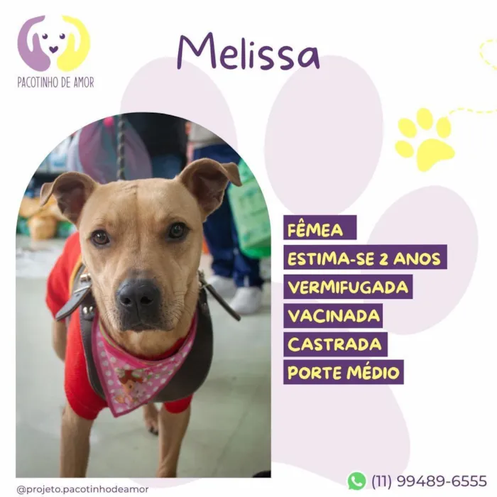 Cachorro raça SRD-ViraLata idade 2 anos nome Melissa