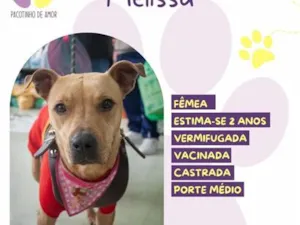 Cachorro raça SRD-ViraLata idade 2 anos nome Melissa