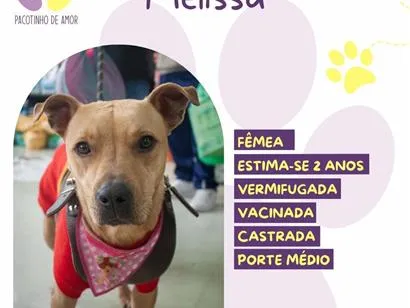 Cachorro raça SRD-ViraLata idade 2 anos nome Melissa