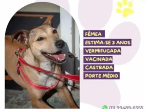 Cachorro raça SRD-ViraLata idade 3 anos nome Carmela