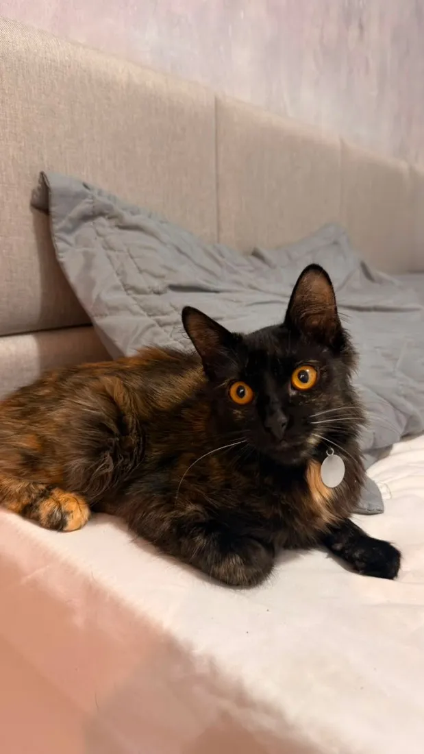 Gato raça SRD-ViraLata idade 2 a 6 meses nome Joyce