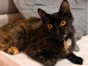 Gato raça SRD-ViraLata idade 2 a 6 meses nome Joyce