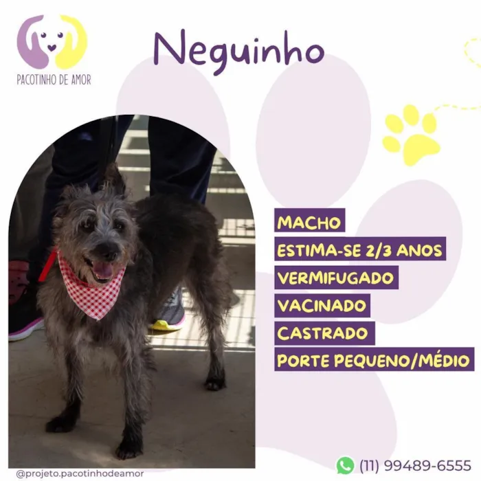 Cachorro raça SRD-ViraLata idade 2 anos nome Neguinho