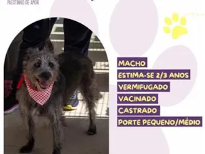 Cachorro raça SRD-ViraLata idade 2 anos nome Neguinho