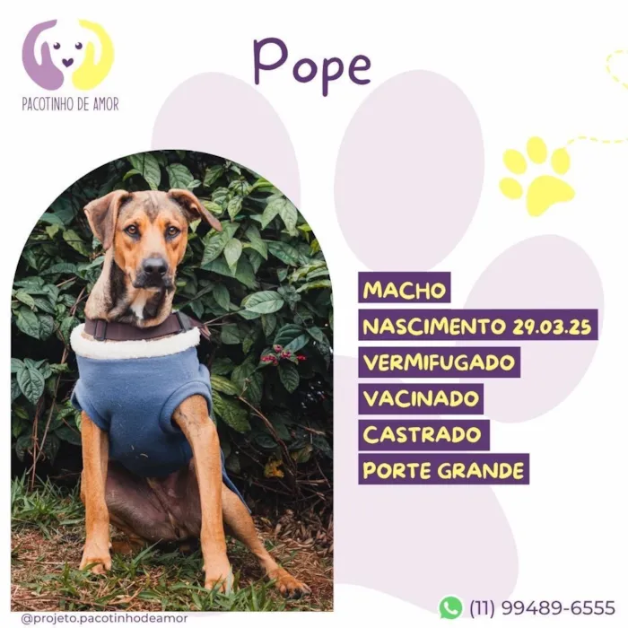 Cachorro raça SRD-ViraLata idade 1 ano nome Pope