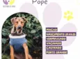 Pope