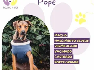 Cachorro raça SRD-ViraLata idade 1 ano nome Pope