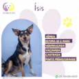 Ísis