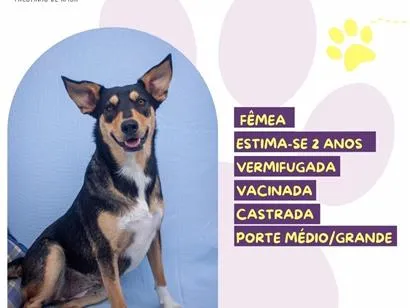 Cachorro raça SRD-ViraLata idade 2 anos nome Ísis