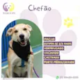 Chefão