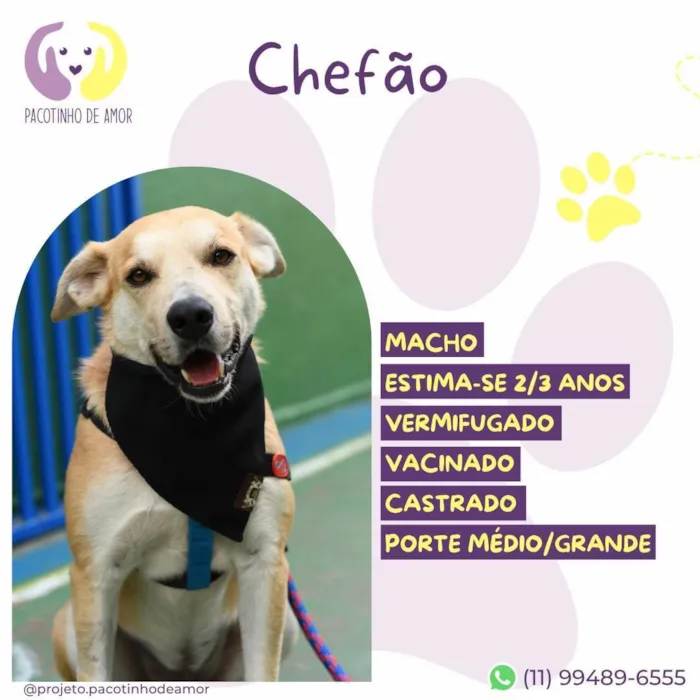 Cachorro raça SRD-ViraLata idade 2 anos nome Chefão