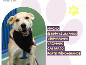 Cachorro raça SRD-ViraLata idade 2 anos nome Chefão