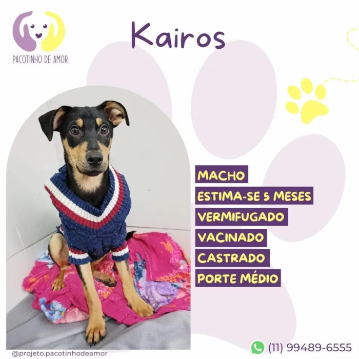 Cachorro raça SRD-ViraLata idade 2 a 6 meses nome Kairos