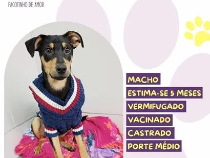 Cachorro raça SRD-ViraLata idade 2 a 6 meses nome Kairos