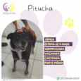 Pitucha
