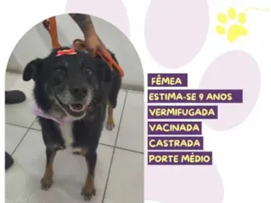 Cachorro raça SRD-ViraLata idade 6 ou mais anos nome Pitucha