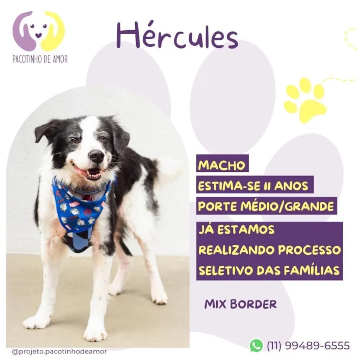 Cachorro raça SRD-ViraLata idade 6 ou mais anos nome Hércules