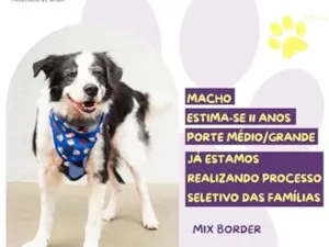 Cachorro raça SRD-ViraLata idade 6 ou mais anos nome Hércules