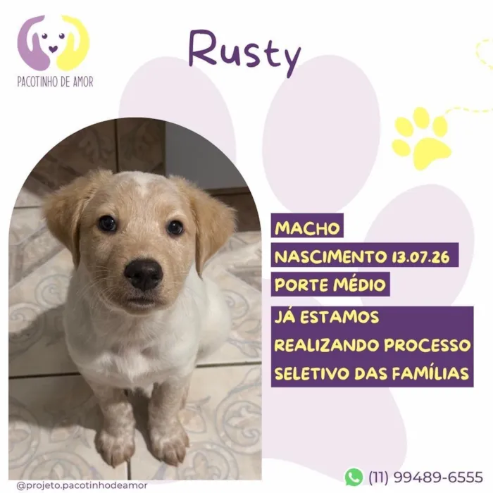 Cachorro raça SRD-ViraLata idade 2 a 6 meses nome Rusty