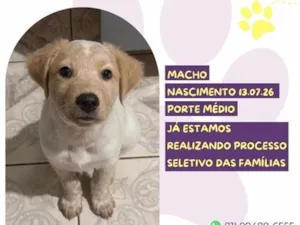Cachorro raça SRD-ViraLata idade 2 a 6 meses nome Rusty