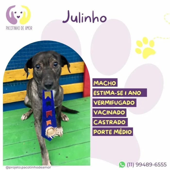 Cachorro raça SRD-ViraLata idade 1 ano nome Julinho