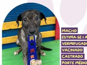 Cachorro raça SRD-ViraLata idade 1 ano nome Julinho