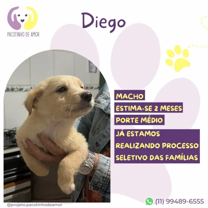Cachorro raça SRD-ViraLata idade 2 a 6 meses nome Diego